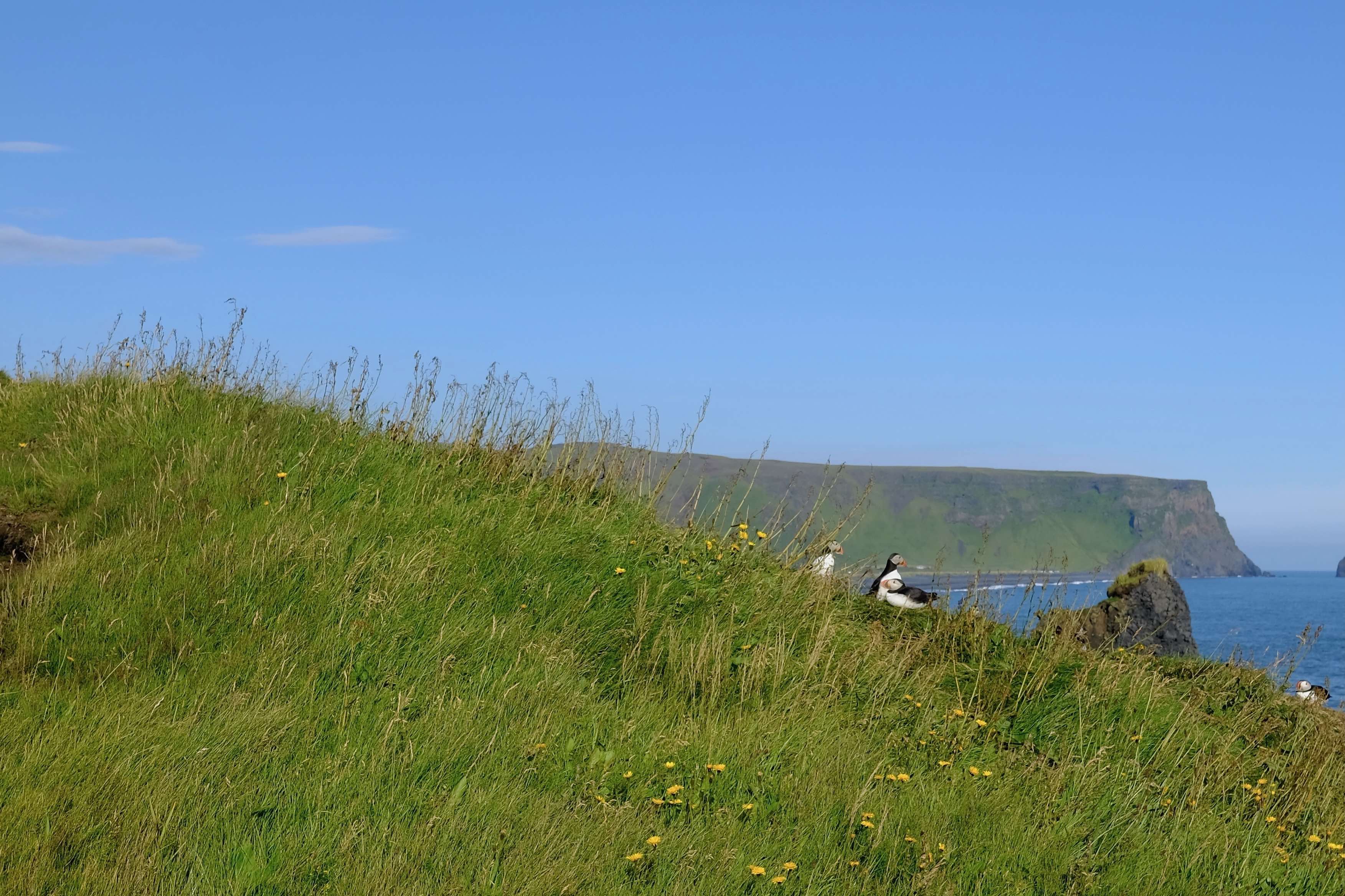 Dyrhólaey Puffins